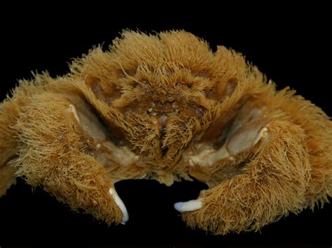 New Species Of Absurdly Fluffy Crab Makes Hats Out Of Sea Sponges | IFLScience