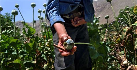 Opium Production and Economic Development in Afghanistan