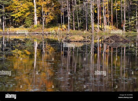 Fall Foliage at Gate 43, Quabbin Reservoir, Hardwick, Massachusetts Stock Photo - Alamy