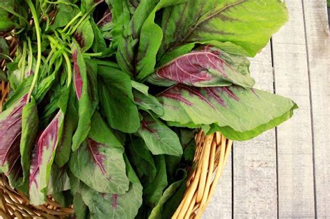 Unlock the Power of Amaranth Leaves: Health Benefits and Delicious Recipes