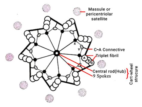 centrosome and centriole in biology: Definition, Types and Importance of centrosome and ...