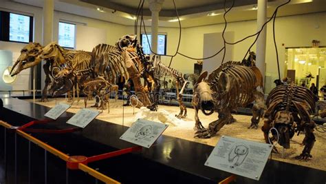 Dinosaur Skeleton, Metropolitan Museum of Art, Manhattan, New York ...