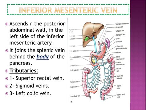 Body Parts Worksheet - Free Esl Printable Worksheets Made By Teachers D7D