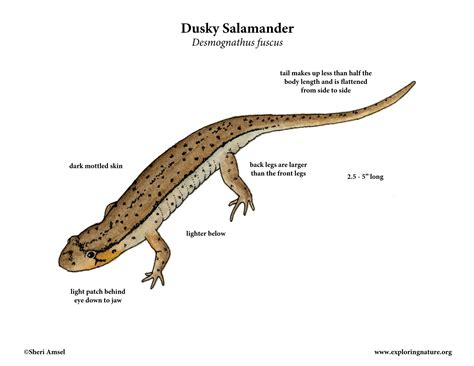 Salamander (Dusky)