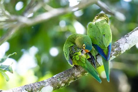 Do Parakeets Have One Mate for Life? - Talkie Parrot TalkieParrot