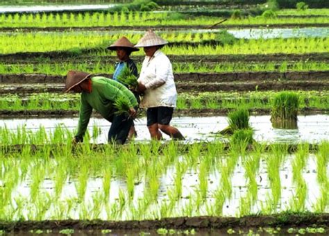 Cara Menanam Padi Yang Baik dan Benar