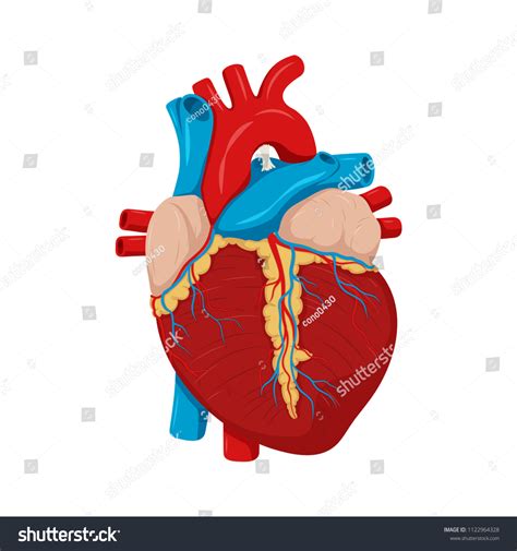 Human Heart Anatomy Medical Science Vector Stock Vector (Royalty Free) 1122964328 | Shutterstock