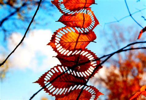 Andy Goldsworthy Leaf Art | Inhabitat - Green Design, Innovation, Architecture, Green Building