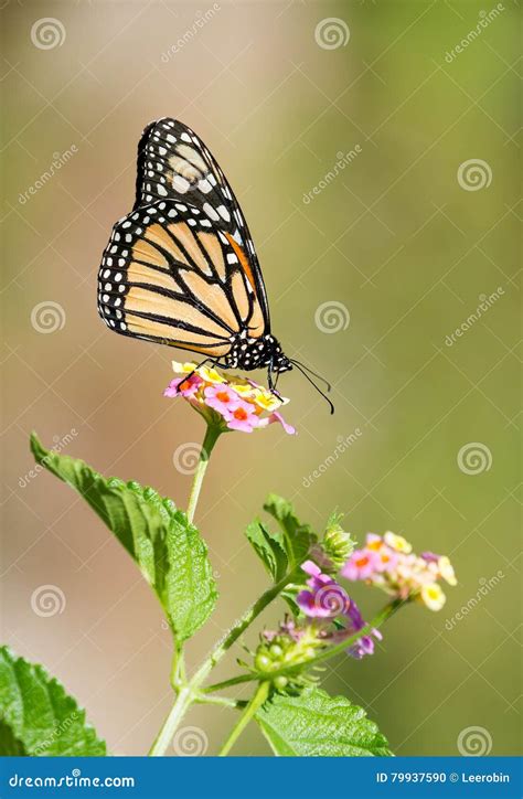 Monarch Butterfly on Lantana Flowers Stock Photo - Image of flower, plant: 79937590