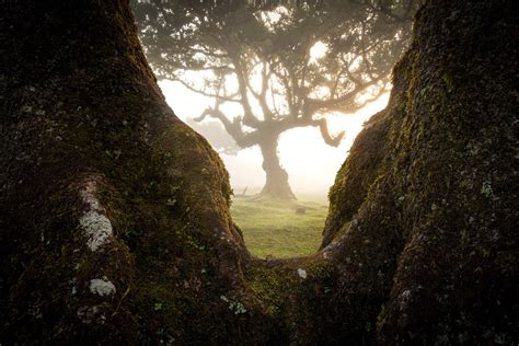 Enchanting Photos of Madeira’s Ancient Fanal Forest Filled With 500-Year-Old Trees | GreenStories