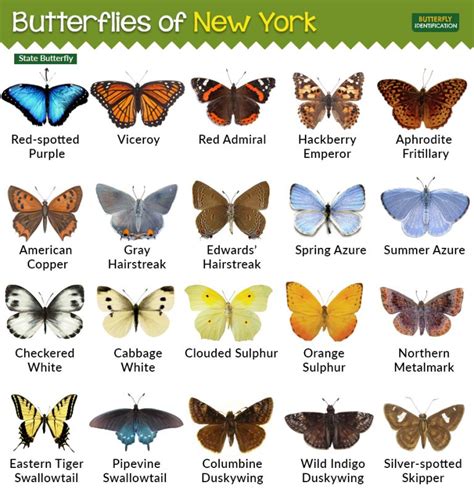 Types of Butterflies in New York