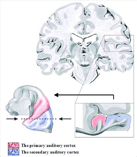 The primary and secondary auditory cortex (modified from Nieuwenhuys et... | Download Scientific ...