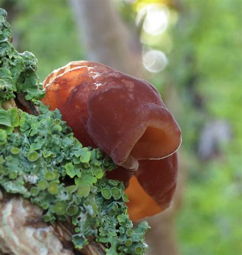 LOOSE AND LEAFY in DORSET: JELLY EAR FUNGUS