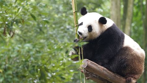 Mainland Chinese panda experts in Hong Kong to offer breeding help ...