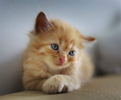 Cute, kitten, blue eyes, adorable HD wallpaper | Pxfuel