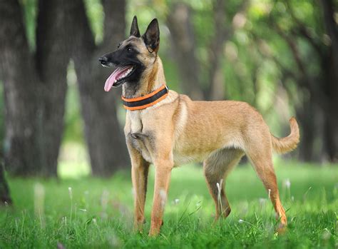 20 Dog Breeds That Are Easy To Train (Smart & Obedient) - Animal Hype