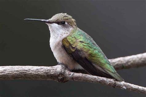 The Ruby-throated Hummingbird (Archilochus colubris): General Biology