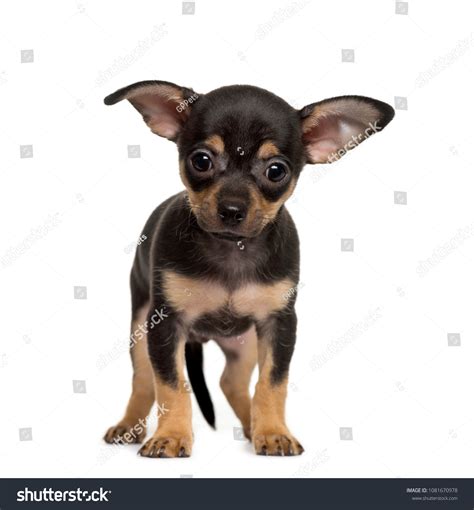 Standing Brown Black Chihuahua Puppy Isolated Stock Photo 1081670978 | Shutterstock