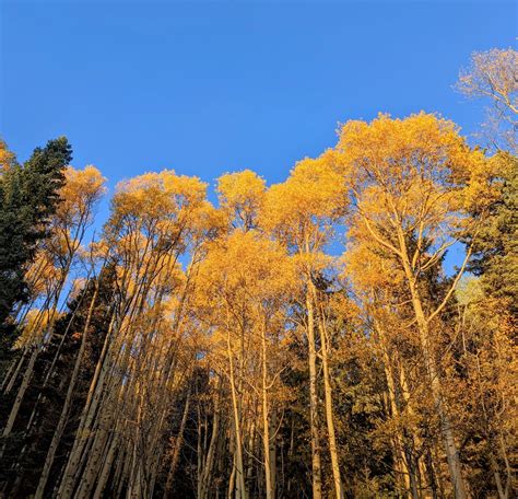 Fall colors in Aspen, Colorado [OC] [1638x2048] : r/EarthPorn