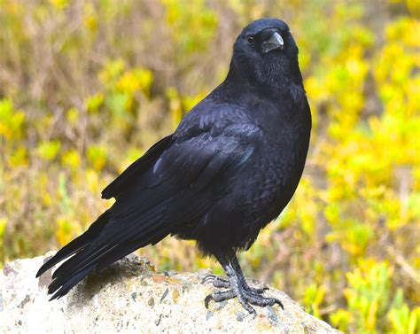 Common Raven - BirdWatching