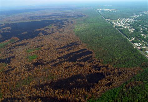 Fire in the Pines - Protecting the New Jersey Pinelands and Pine ...