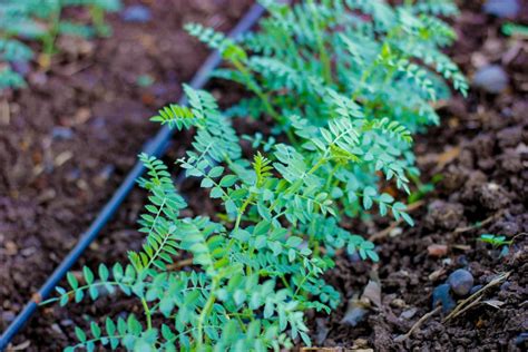 How to Plant, Grow, and Harvest Chickpeas - Harvest to Table