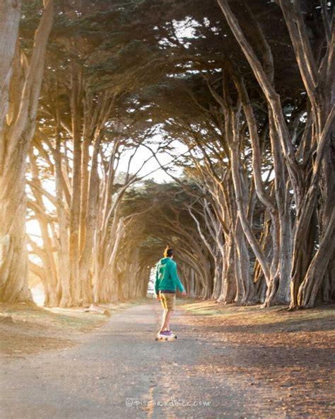 Cypress Tree Tunnel In Point Reyes National Seashore, California