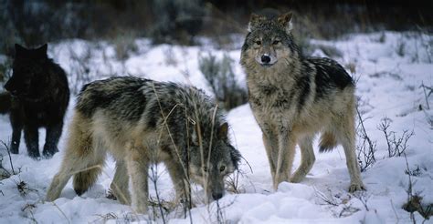 It May Be Too Late for Isle Royale Wolves | Discovery Blog | Discovery