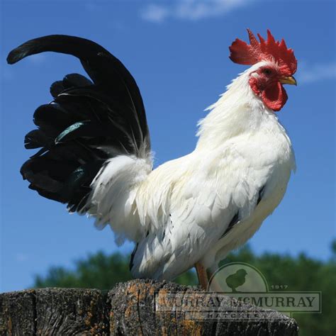 Murray McMurray Hatchery - Black Tailed White Japanese Bantams