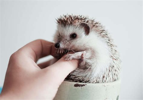 My hedgehog loose quills but no mites . Help :( | Hedgehog Central