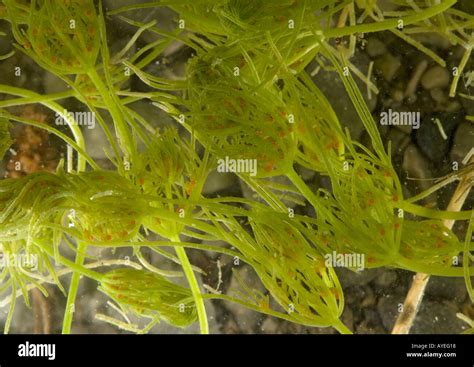 Chara algae hi-res stock photography and images - Alamy