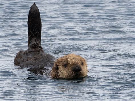 Sea Otter's Tail Is How He Picks Up Satellite Communications — The Daily Otter