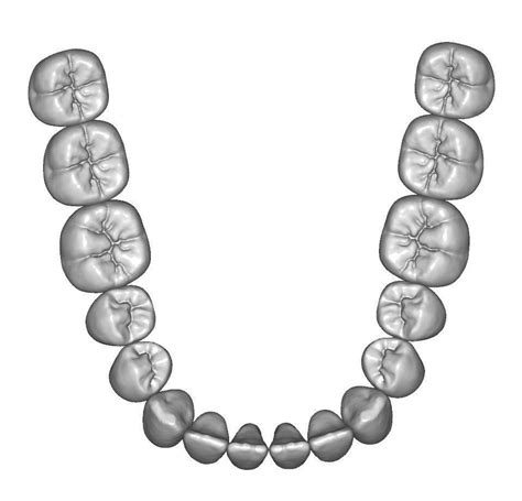 Lower jaw teeth anatomy | 3D model | Protese fixa, Dentes, Anatomia