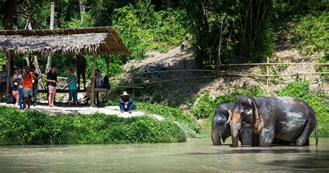 Phuket Elephant Sanctuary - Phuket Tours | Traveliss