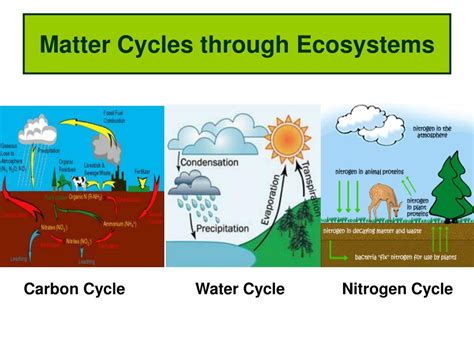 PPT - Matter Cycles through Ecosystems PowerPoint Presentation, free download - ID:3906153