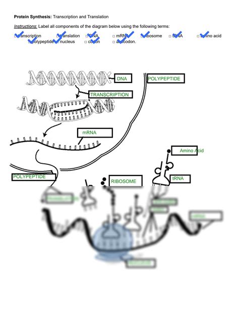 SOLUTION: Protein synthesis diagram handout - Studypool