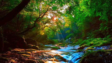 Sunrise Beautiful Mountainous River Forest With Green Trees, Rocks ...