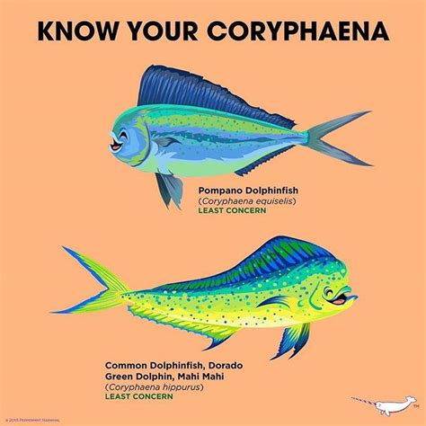 Peppermint Narwhal on Instagram: “Know Your #coryphaena #peppermintnarwhal” | Narwhal, Green ...