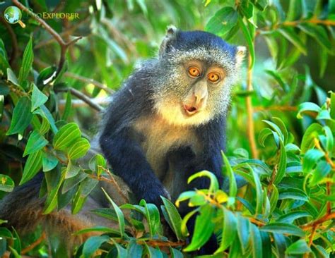 Blue Monkey Characteristics | Samango Monkey | Cercopithecus Mitis Diet ...