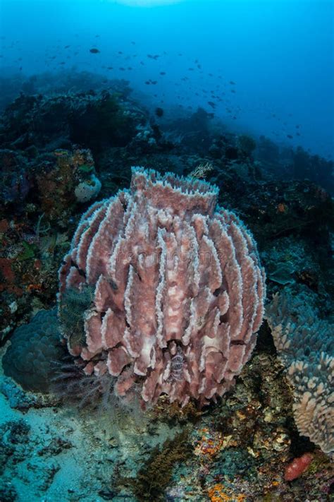 Barrel Sponge in Tropical Coral Reef Stock Image - Image of marine, life: 21821597