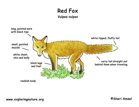 Fennec Fox Diagram