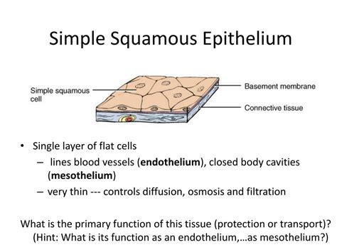 Simple Squamous Epithelium Function Location Structure And Histology ...