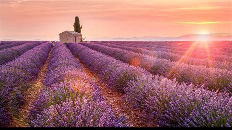 Lavender field in bloom in Provence, Valensole Plateau in France in ...