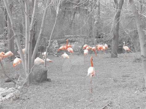 Flock of Flamingos by RussianGentleman on DeviantArt