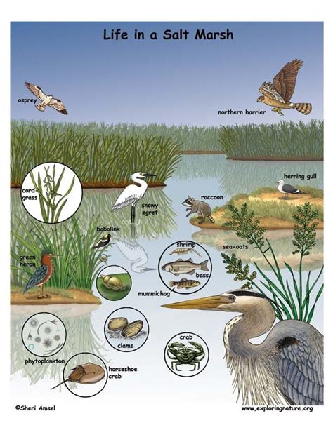 Freshwater Marsh Plants - Plants BA