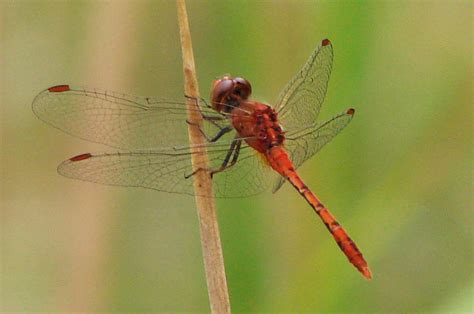 Asisbiz Libellulidae Wandering Percher Dragonfly Diplacodes bipunctata 01