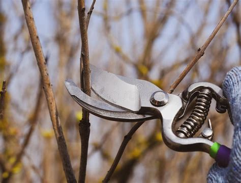 Trimming Tree with a . Spring Pruning of Fruit Trees Stock Image - Image of activity, gardener ...