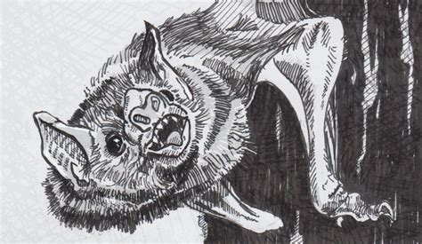 Vampire Bat Drawing at PaintingValley.com | Explore collection of ...