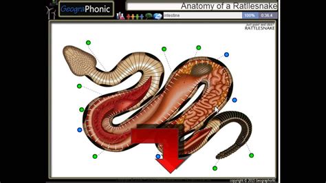 Rattlesnake Rattle Anatomy