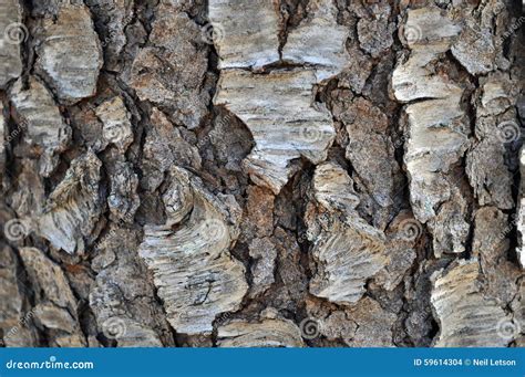 Black Cherry Tree Bark Stock Photography | CartoonDealer.com #59614304